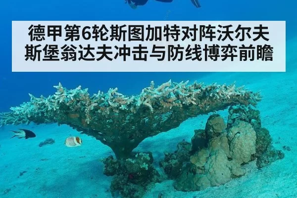 德甲第6轮斯图加特对阵沃尔夫斯堡翁达夫冲击与防线博弈前瞻